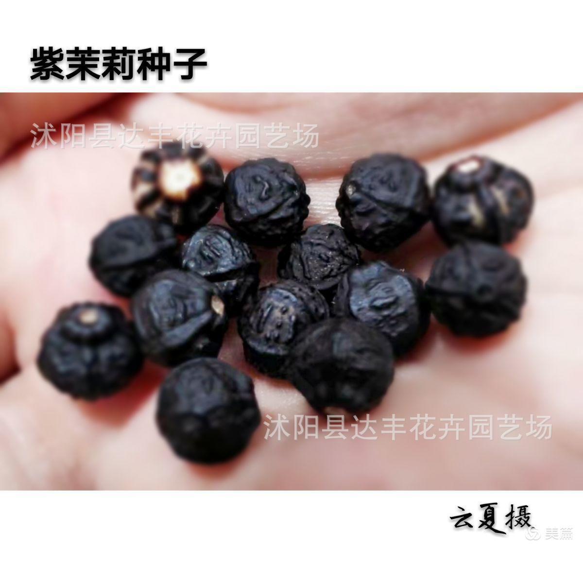 茉莉花种子批发香魂,莫利花没丽抹厉末莉末利木梨花优质良种-阿里巴巴