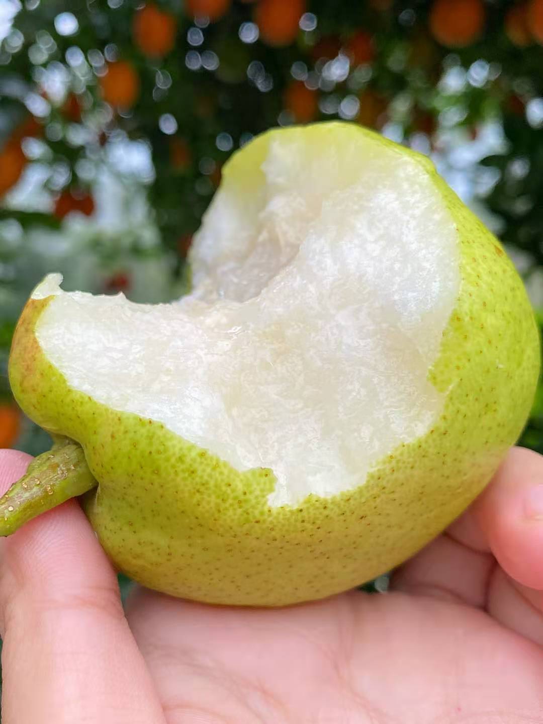 新疆库尔勒香梨5斤红酥香梨一件代发