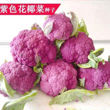 紫色花菜种子紫花菜种籽紫妃一号菜花种子紫红花椰菜蔬菜种子批发