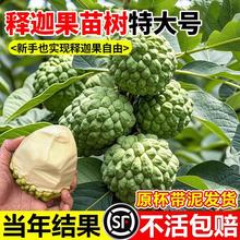 释迦果苗树特大号带果台湾凤梨嫁接果树果苗榴莲庭院南方种植盆栽