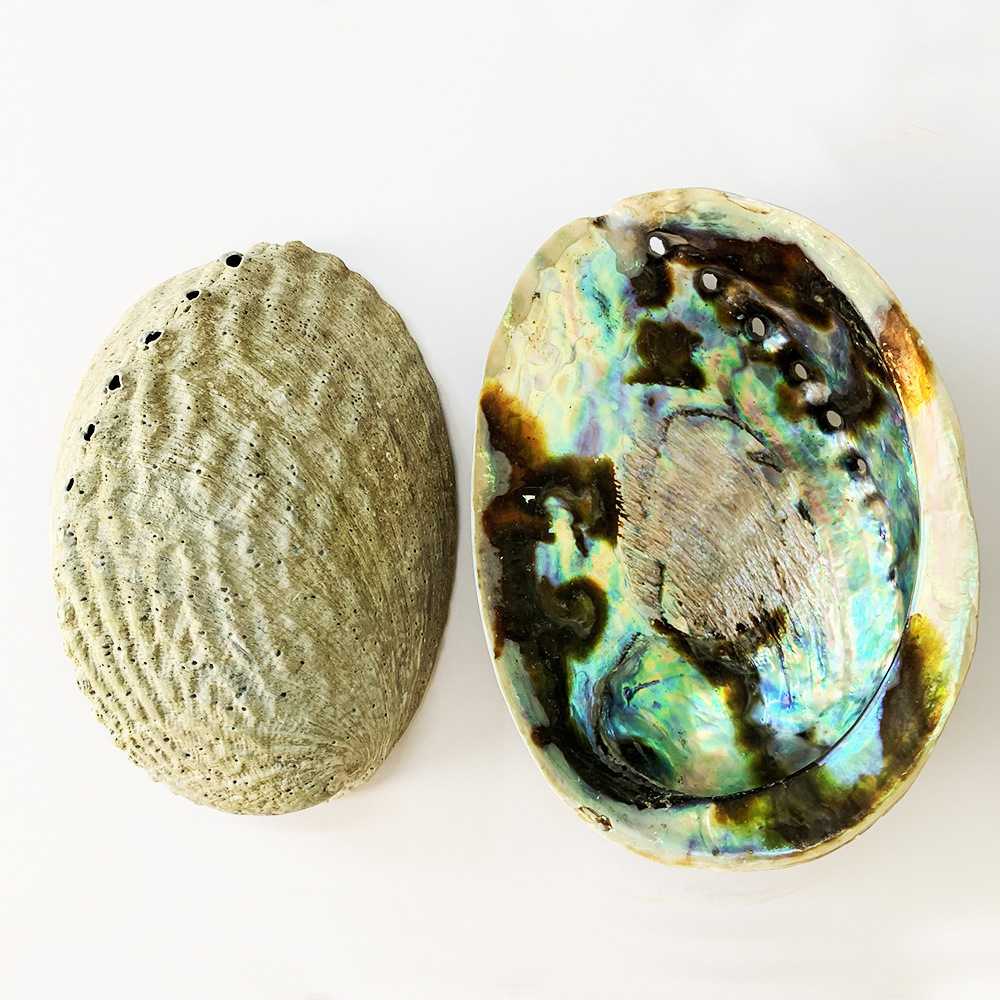 10-13cm新西兰鲍鱼贝 鱼缸水族天然贝壳 蓝色鲍鱼壳 贝壳 鲍鱼壳