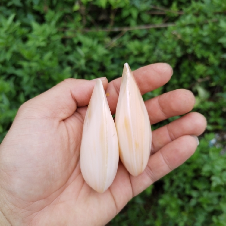 批现代简约天然贝壳 淡水珍珠贝 刮痧板海螺商务礼品其他刮痧贝壳