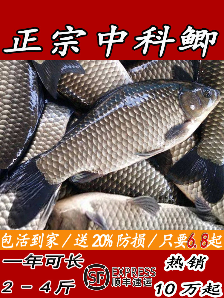 大品种工程鲫鱼苗中科五号黄金鲫高背鲫鱼苗淡水养殖活体螺蛳青鱼