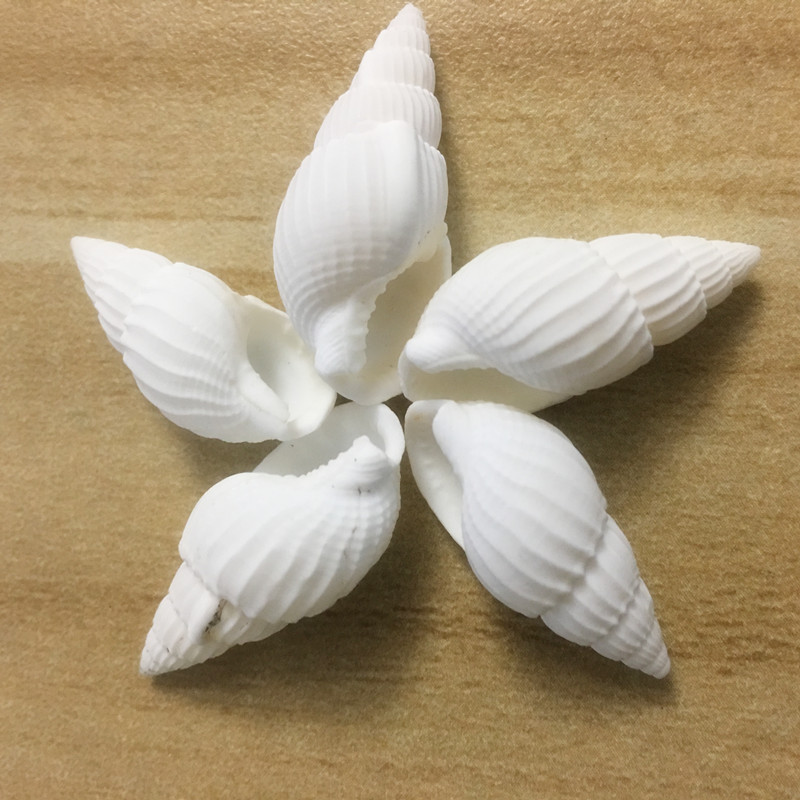 无孔边孔海螺 白米螺 小颗粒海螺贝壳工艺品 配件散货批发-阿里巴巴