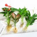 水培绿植室内花绿植四季水生好养活绿萝富贵文竹芋红白掌花卉盆栽