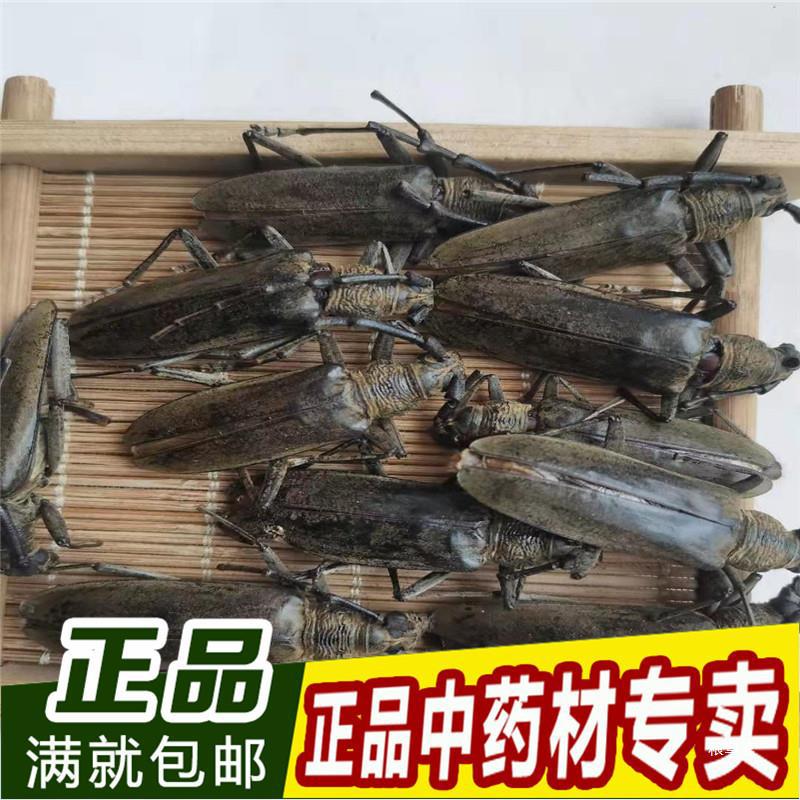 天牛 干蠰水牛 八角儿 牛角虫 天牛干 100克新货包邮真货好货