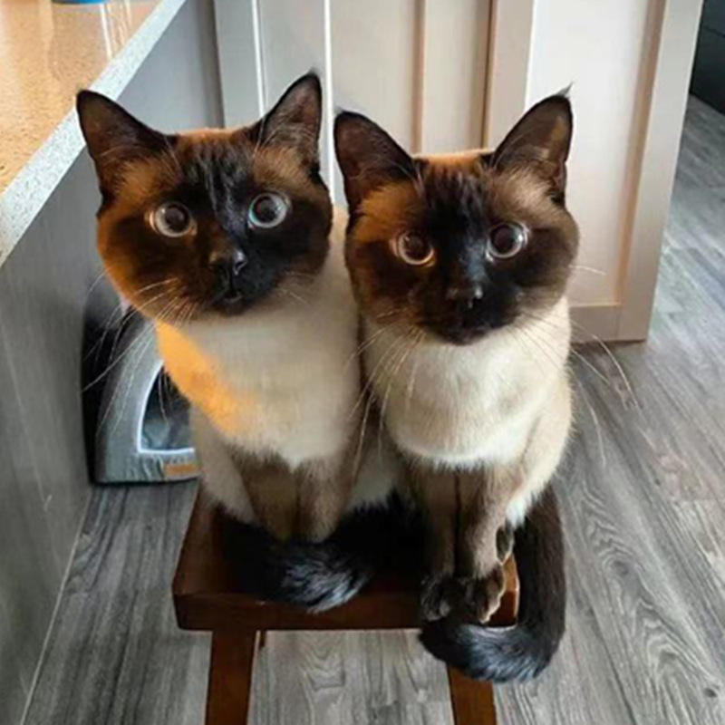 纯种暹罗猫加菲猫英短猫银渐层布偶纯种活物可爱小猫咪活幼体宠物