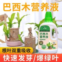 水培巴西木营养液肥料绿萝植物盆栽巴旦八西幸运木营养液