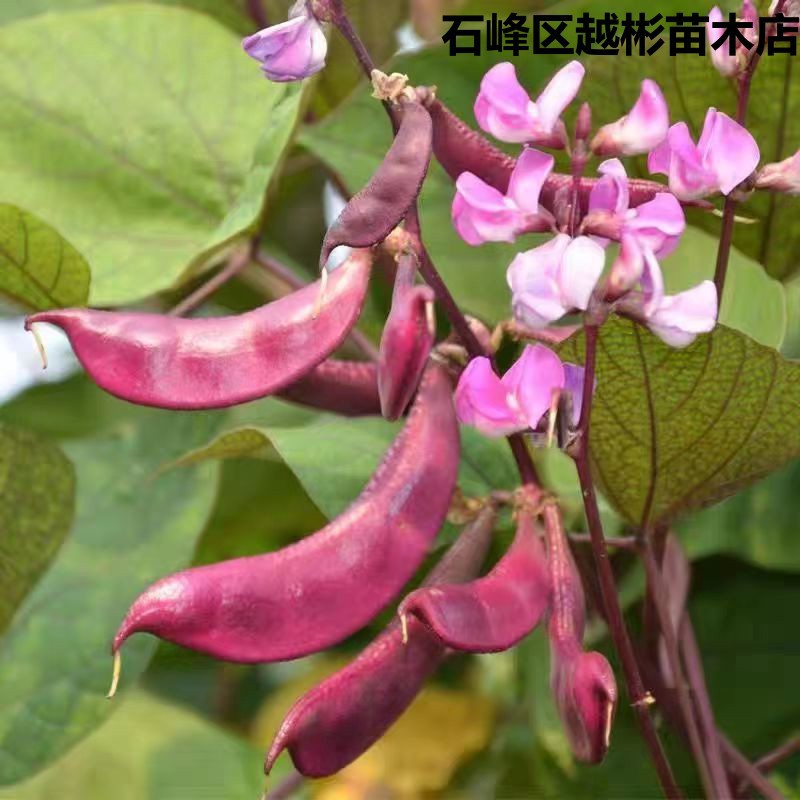 红遍天扁豆种子摘不败紫红眉豆角种籽农家南方四季蔬菜紫眉豆种籽