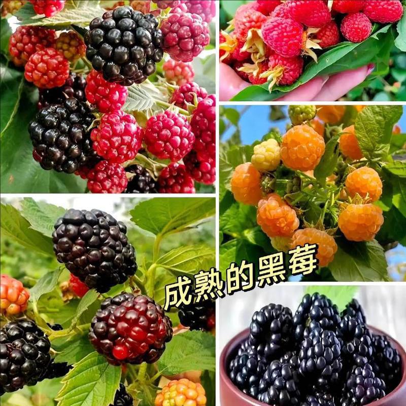 四季黑红树莓种子耐热耐冻覆盆子乌泡子室内阳台可盆栽酸甜树莓