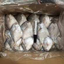银鲳鱼冷冻海鲜水产流网鲳白鲳鱼饭堂员工餐自助餐食材8斤箱商用