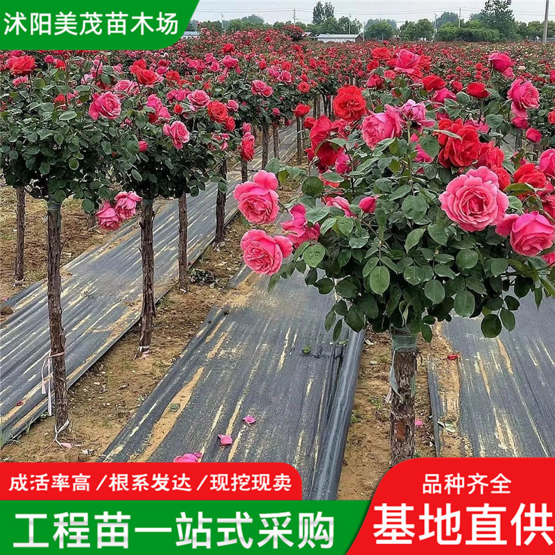 树桩月季花苗批发园林观赏树状月季盆景高杆月季 单杆月季小苗