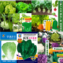 秋季蔬菜种子专拍 萝卜白菜 耐寒四季蔬菜种子上海青四季大叶菠菜