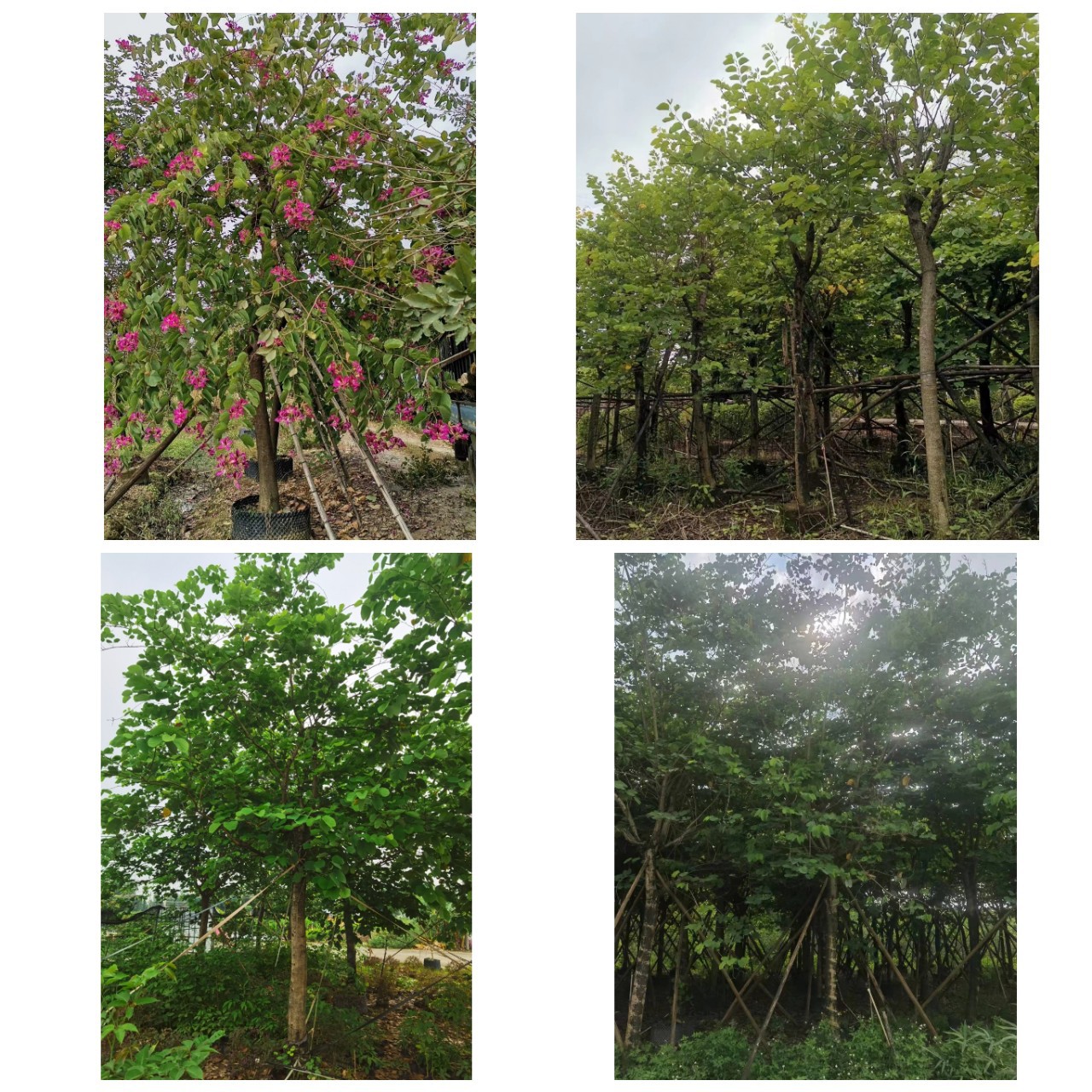 红花羊蹄甲 洋紫荆 多种规格观花行道树-阿里巴巴