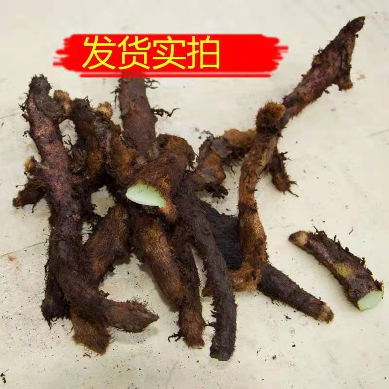 野生骨碎补中药材泡酒新鲜食补肝肾强筋骨毛姜崖姜岩姜500g煲汤料