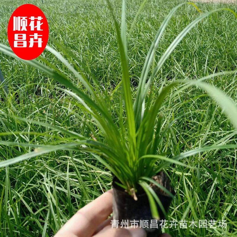 矮麦冬庭院玉龙草耐寒耐踏园林绿化草坪植物四季常青金边麦冬草苗