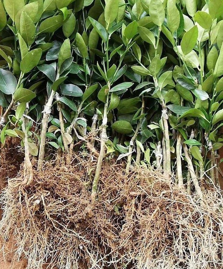 柑橘果树苗 嫁接苗 不知火柑橘苗丑橘丑柑桔苗丑八怪橙子树苗