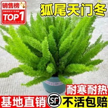 狐尾天门冬盆栽大苗阳台庭院室内外四季常青耐热九尾狐真花卉植物