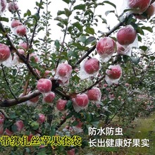 防水防虫鸟透明水果套袋塑料膜袋苹果套袋包番石榴专用袋果树袋梨