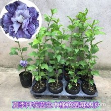 蓝色重瓣木槿花苗盆栽红色木槿树苗庭院阳台地栽蓝莓冰沙当年开花