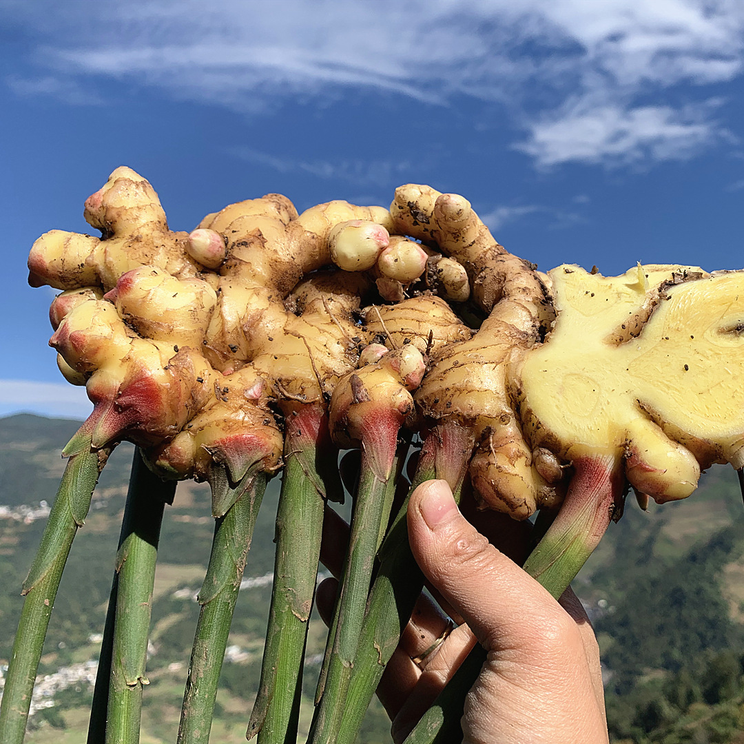 云南罗平高山小黄姜3斤/5斤9斤 新鲜现挖生姜老姜