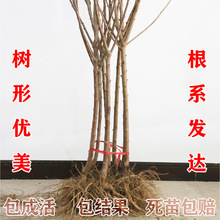 车厘子树苗樱桃树苖南方北方种植盆栽庭院果树矮化樱桃树大樱桃苗