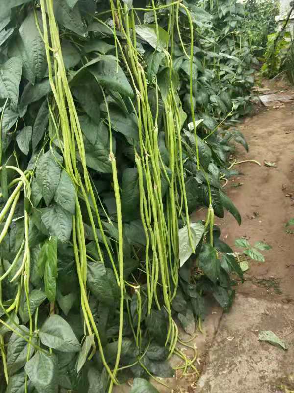 锦绣豇山豇豆种子罐装绿白条长豆角子种籽春夏秋播蔬菜种豇豆种子