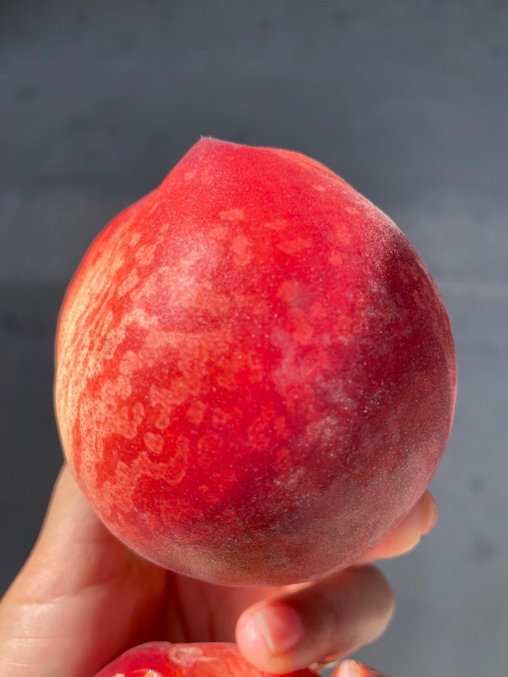 春雪桃河北唐山春雪水蜜桃毛桃脆甜桃子2022年头茬水蜜桃血桃