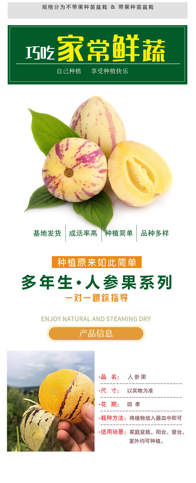 四季人参果苗当年结果室内南北方阳台种植人参果苗结果批发