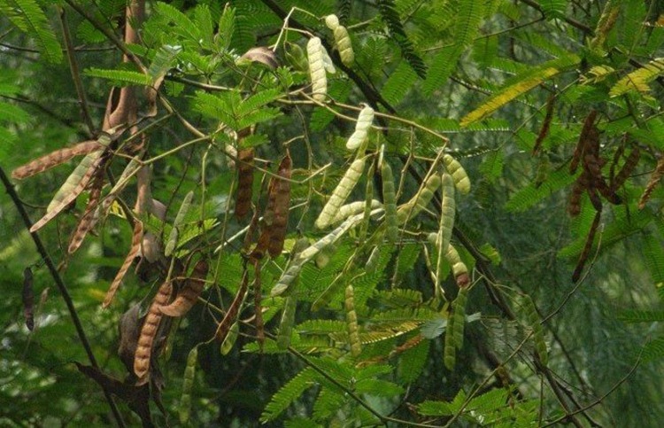 簕仔树种子 勒子树 围园勒 勒子刺绿篱笆有刺带刺勒篱树