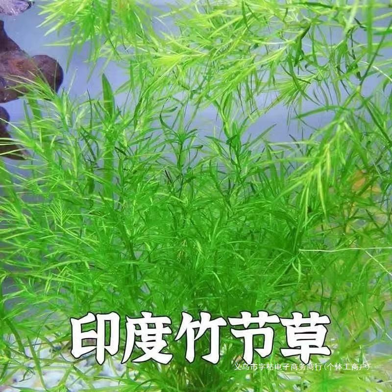 印度小竹节竹节草水草植物鱼缸水族箱造景绿菊蜈蚣草水