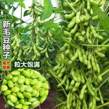 电商代发电商代发早熟高产大粒毛豆软糯清香非转基因毛豆电商供货