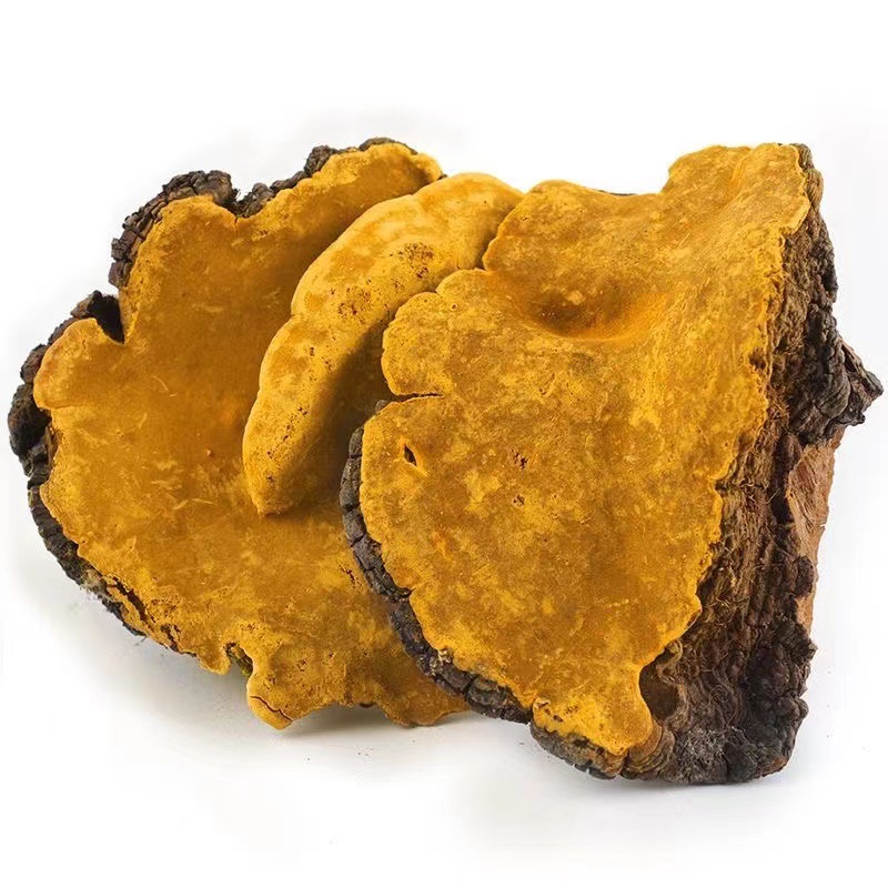 西藏桑黄林芝产区桑黄雪域高原农家桑黄/煲汤/煮水500g/斤-阿里巴巴