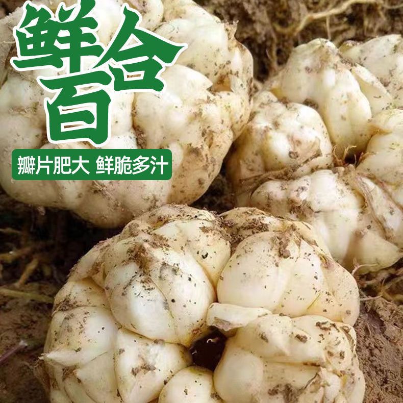 包邮鲜百合食用新鲜百合 天然功效药百合 胜兰州宜兴鲜百合干包邮