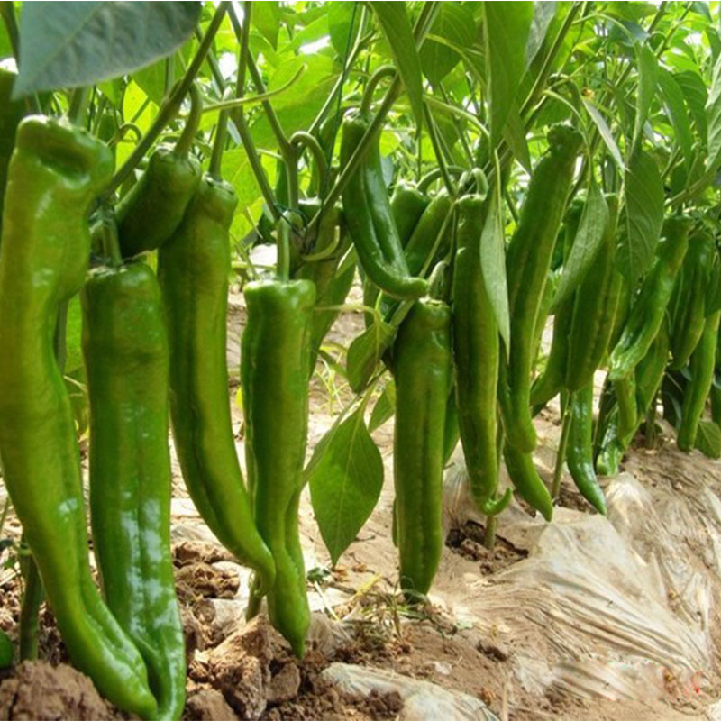 牛角椒青椒尖椒超辣 味浓种籽四季早熟盆栽辣椒种孑 掌柜推荐多季