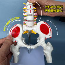 活动女性骨盆活动模型人体分娩产后恢复解剖医学盆腔器官结构模型