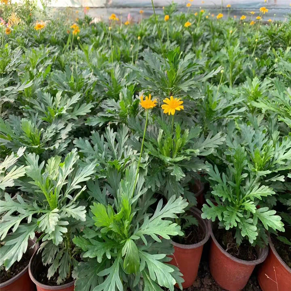 黄金菊黑杯苗 黄金菊花苗 公园道路两旁黄色菊花小苗