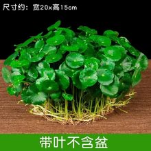 铜钱草水培土培盆栽室内花招财金钱草绿植花草好养易活特价包邮