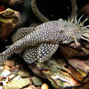 黄金大胡子鱼活体蓝眼胡子红眼胡子迷彩雪花胡子除藻清洁鱼热带鱼