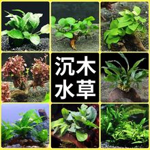 嫁接夹子蔬菜黄瓜番茄耐用叶仙嫁接蟹爪兰专用塑料植物工具芽接夹