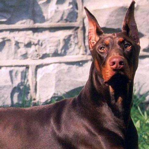 纯种杜宾幼犬活体双血统杜宾德系赛级护卫犬迷你杜宾犬宠物狗幼崽