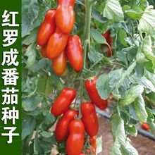 红罗成番茄种子罗马小西红柿圣女果蔬菜种籽孑阳台可盆栽庭院地栽