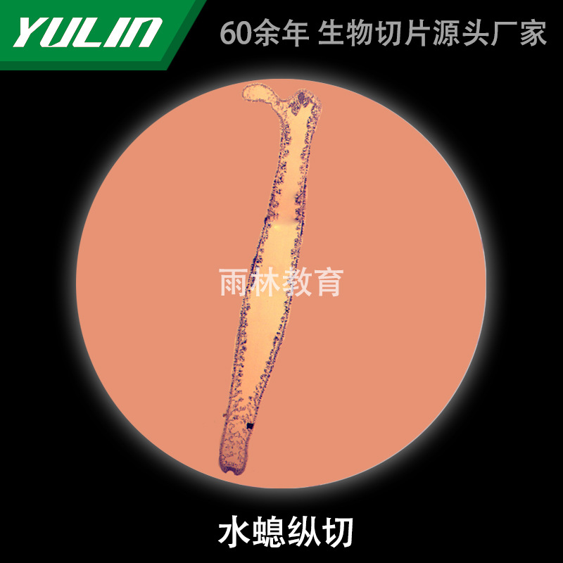 水螅纵切动物生物标本显微镜生物切片高校教学实验仪器科研玻片