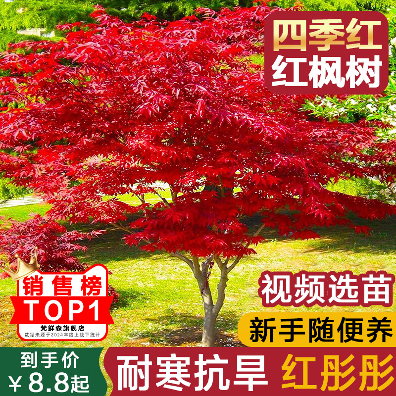 红枫树苗四季红盆栽红舞姬日本红枫四季好养庭院室内耐寒植物盆景