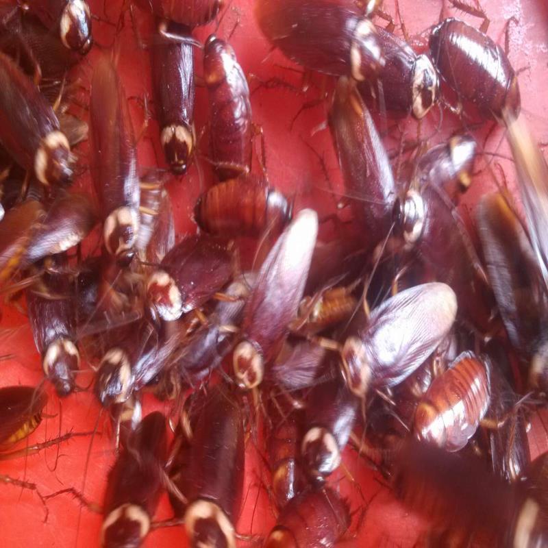 包邮美洲大蠊活虫大蟑螂龙鱼发色蜘蛛蜥蜴鸟类活体饲料钓鱼钩饵料