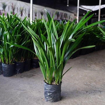 墨兰盆栽兰花墨兰花企黑兰花盆栽耐寒好养室内绿植四季建兰年宵花