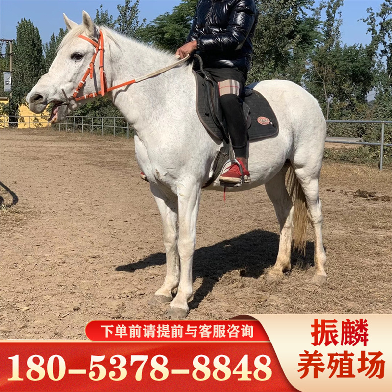 骑乘马匹马驹纯血马 伊犁马新疆伊犁马价格 成长率高-阿里巴巴