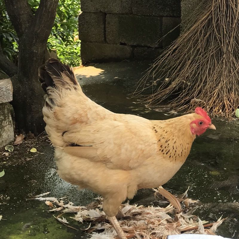 土鸡散养农家母鸡三黄鸡童子鸡整鸡柴鸡草鸡公鸡笨鸡活鸡现杀