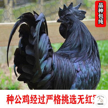 纯种五黑一绿壳鸡种蛋可孵化乌骨土柴小鸡黑羽高产乌鸡受精蛋包邮