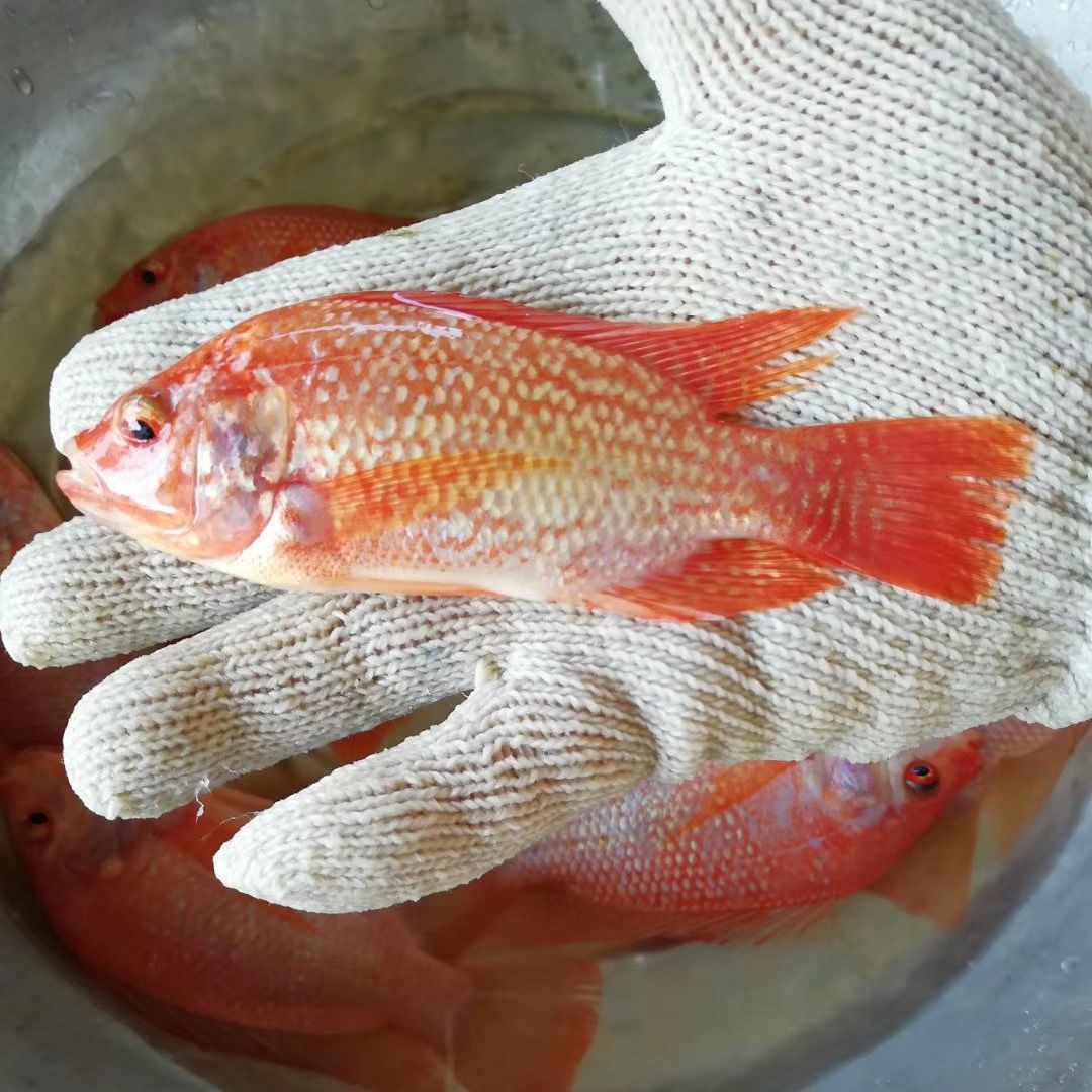 红罗非鱼苗 豹纹红 彩虹鲷鱼苗 星洲红鱼 淡水福寿鱼 养殖 非洲鲫